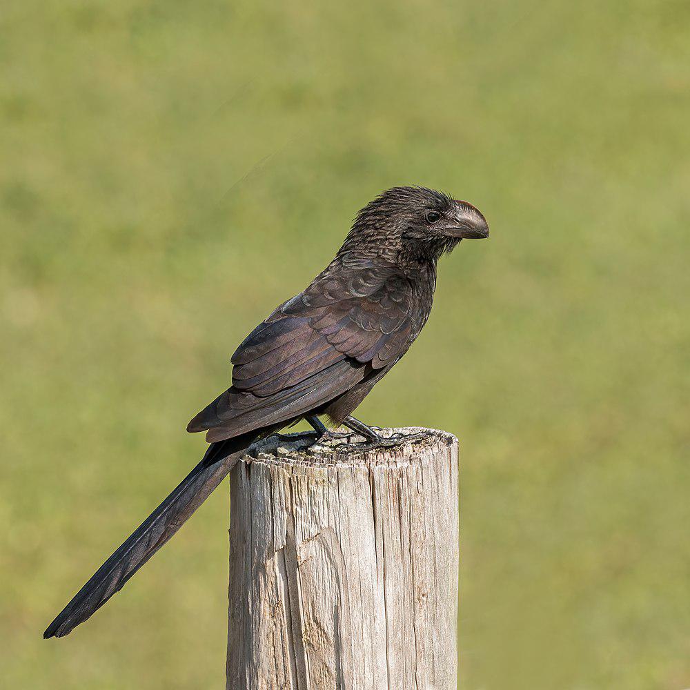 滑嘴犀鹃 / Smooth-billed Ani / Crotophaga ani