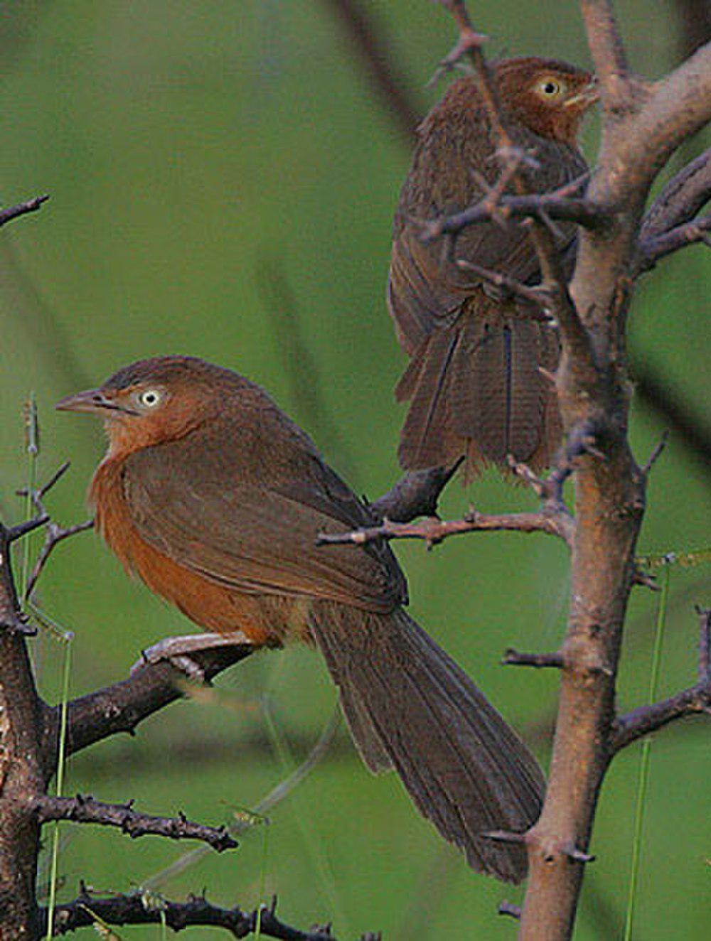 棕红鸫鹛 / Rufous Chatterer / Argya rubiginosa