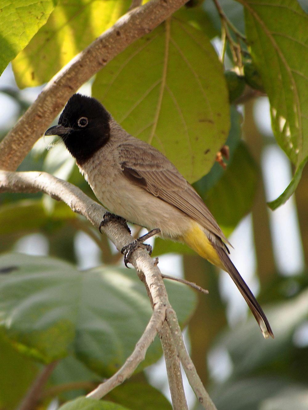 白眶鹎 / White-spectacled Bulbul / Pycnonotus xanthopygos