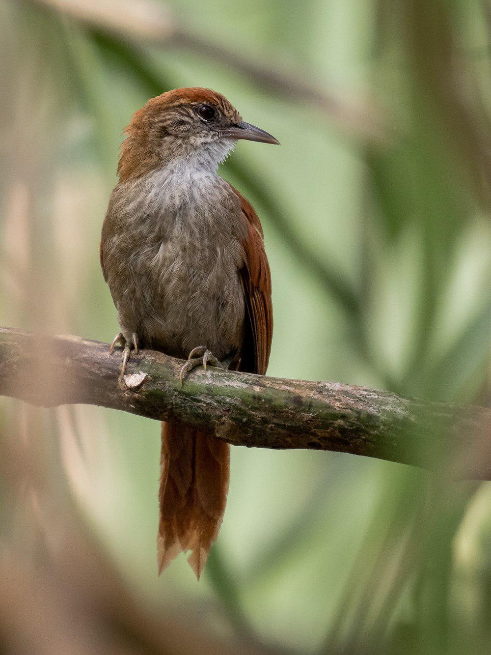 帕氏针尾雀 / Parker\'s Spinetail / Cranioleuca vulpecula