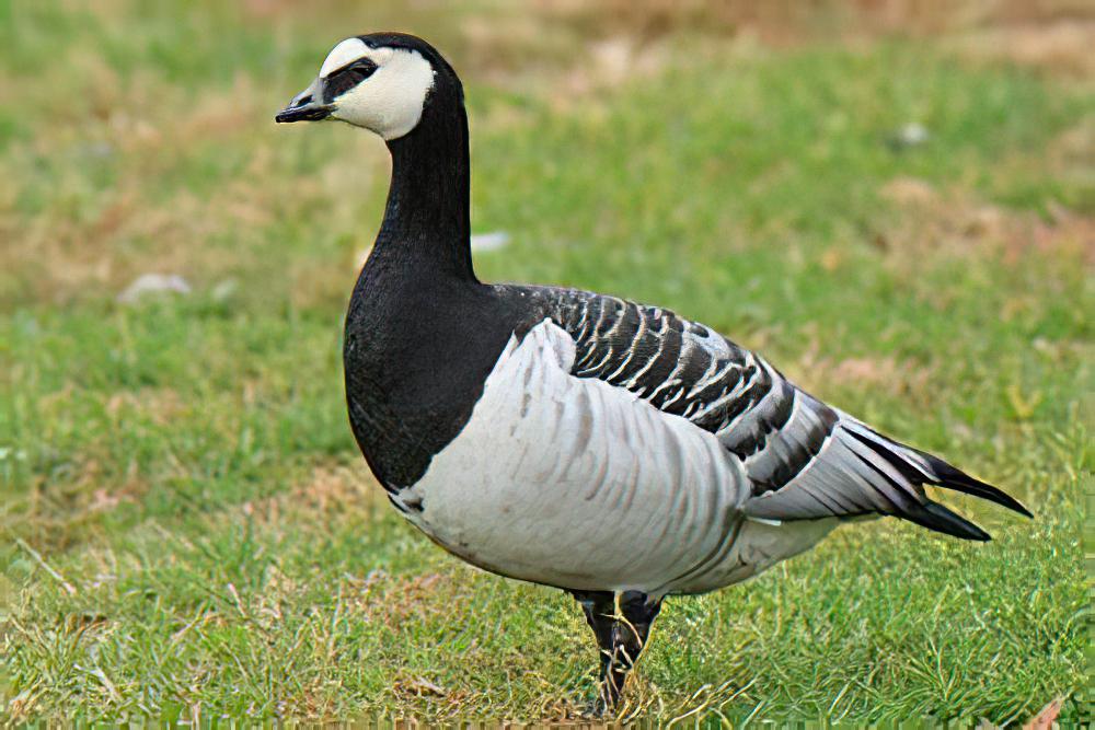 白颊黑雁 / Barnacle Goose / Branta leucopsis