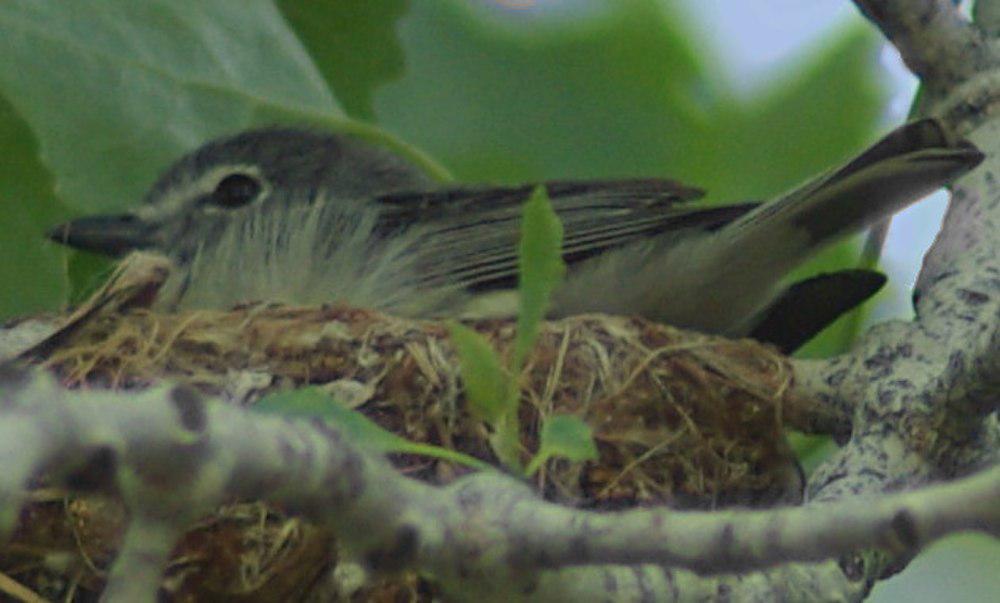 铅色莺雀 / Plumbeous Vireo / Vireo plumbeus