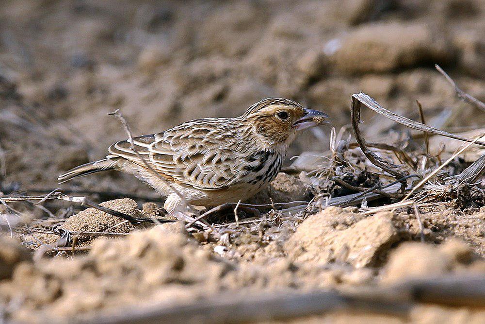 缅甸歌百灵 / Burmese Bush Lark / Mirafra microptera