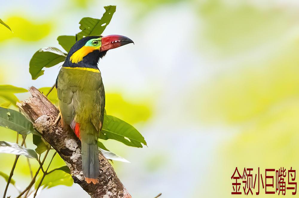 金领小巨嘴鸟 / Golden-collared Toucanet / Selenidera reinwardtii