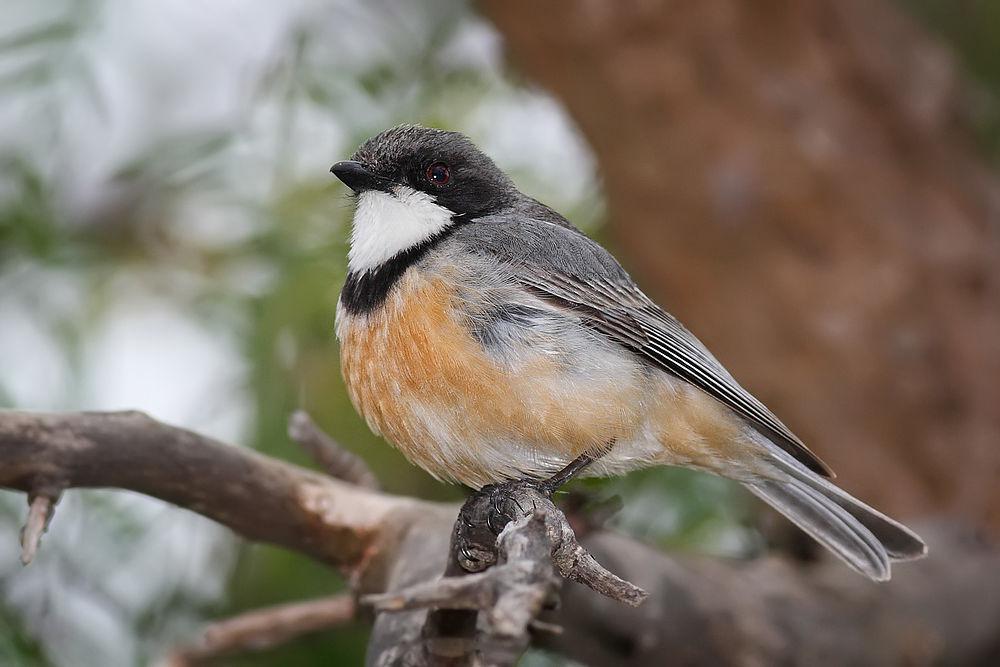 棕啸鹟 / Rufous Whistler / Pachycephala rufiventris