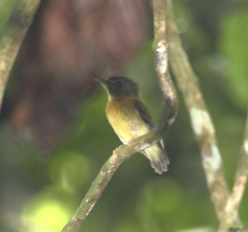 白冠铲嘴雀 / White-crested Spadebill / Platyrinchus platyrhynchos