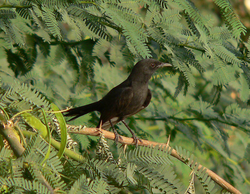 黑薮鸲 / Black Scrub Robin / Cercotrichas podobe