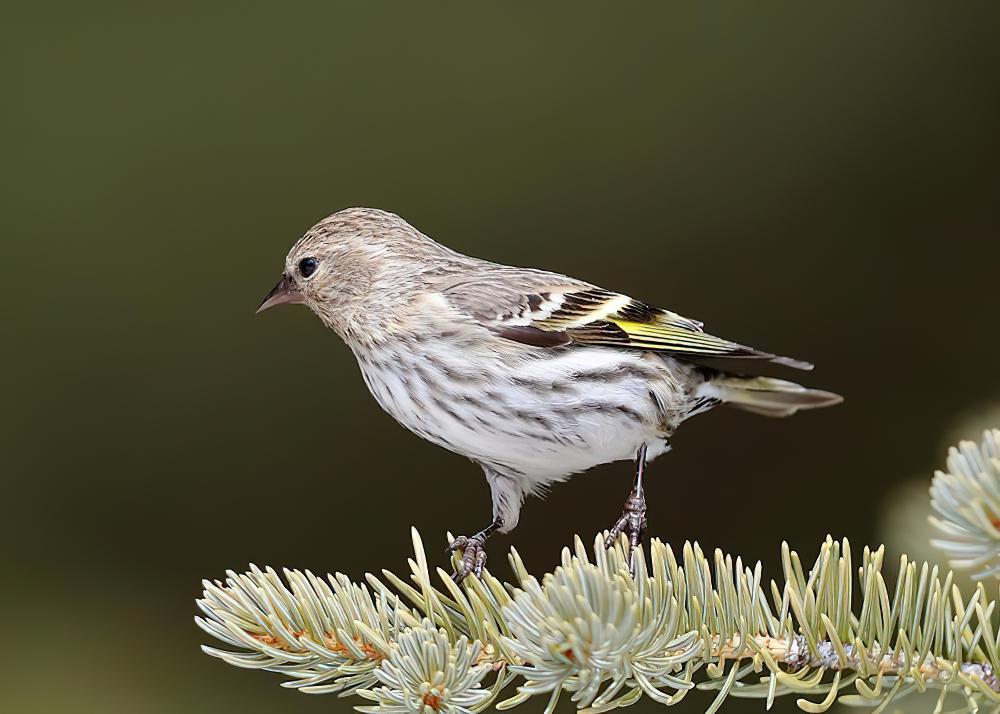 松金翅雀 / Pine Siskin / Spinus pinus