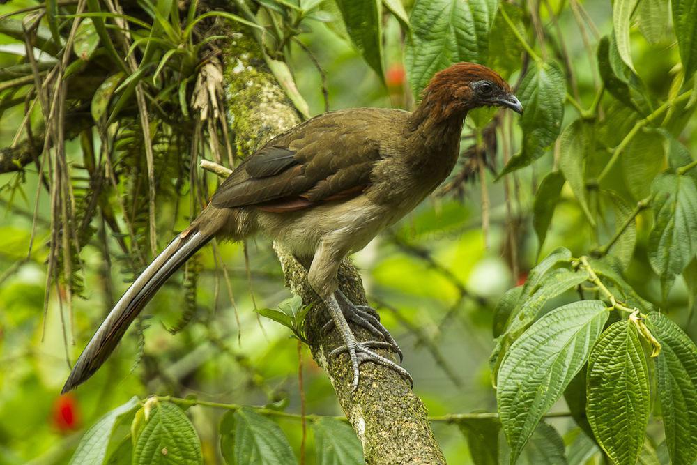 棕头小冠雉 / Rufous-headed Chachalaca / Ortalis erythroptera