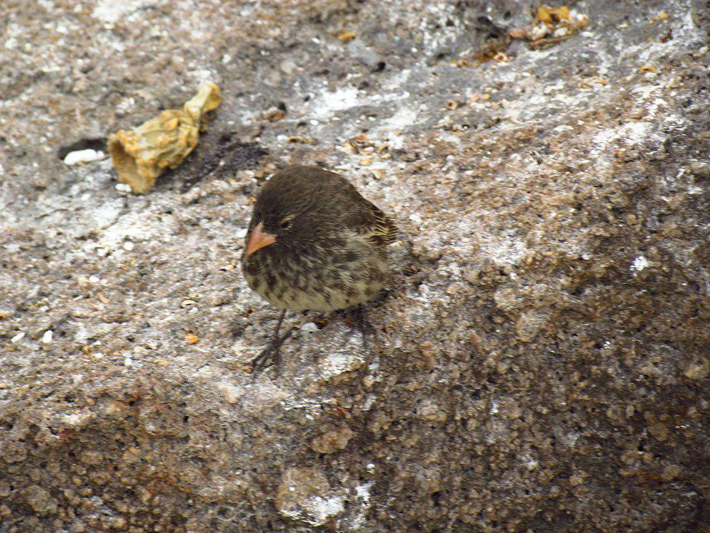 赫诺韦萨地雀 / Genovesa Ground Finch / Geospiza acutirostris