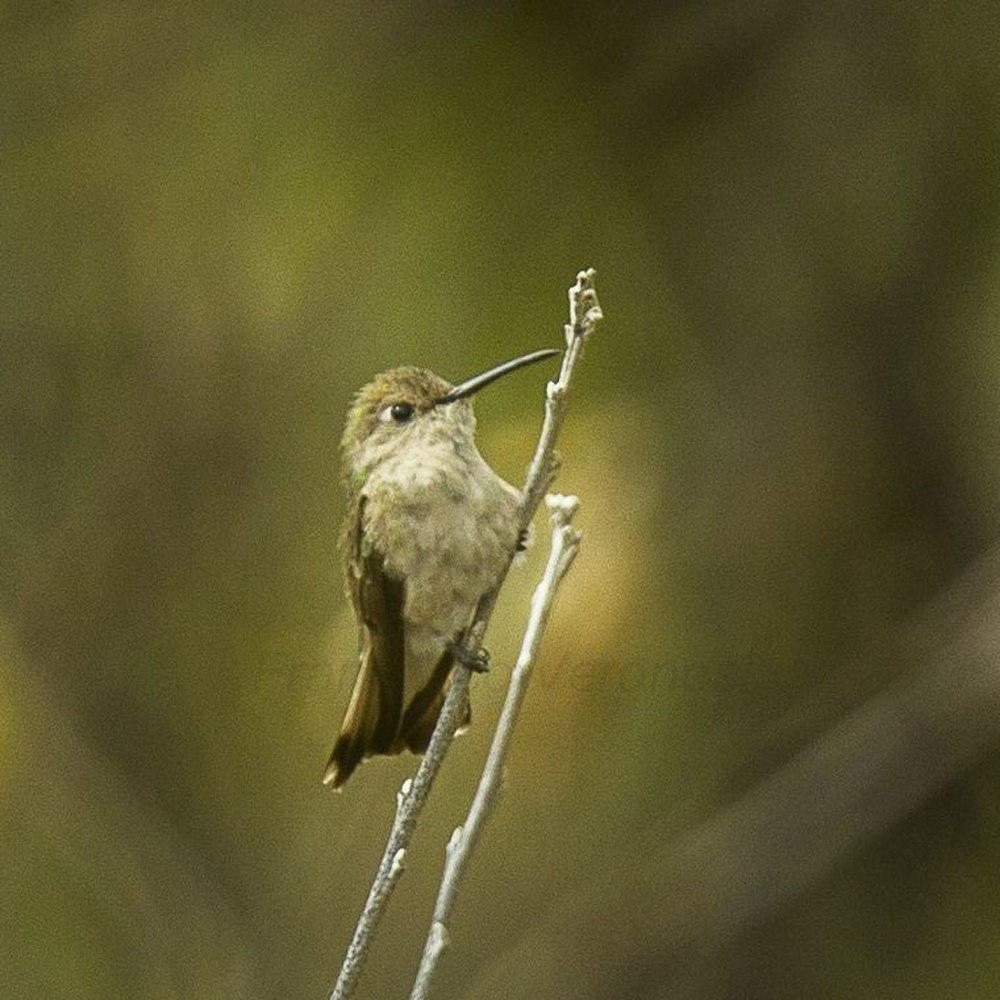 秘鲁蜂鸟 / Tumbes Hummingbird / Thaumasius baeri