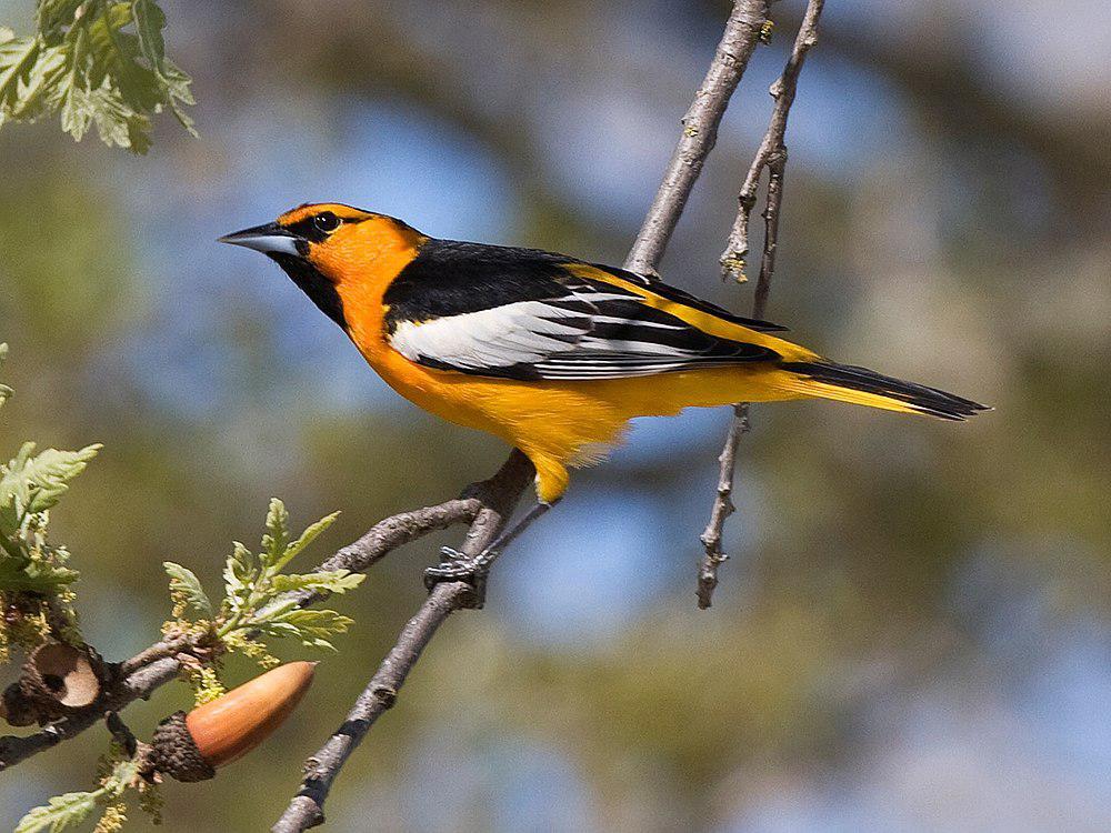 布氏拟鹂 / Bullock\'s Oriole / Icterus bullockii