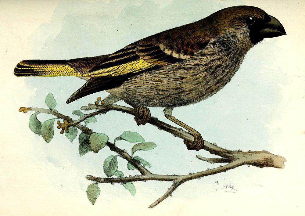 金翅蜡嘴雀 / Socotra Golden-winged Grosbeak / Rhynchostruthus socotranus