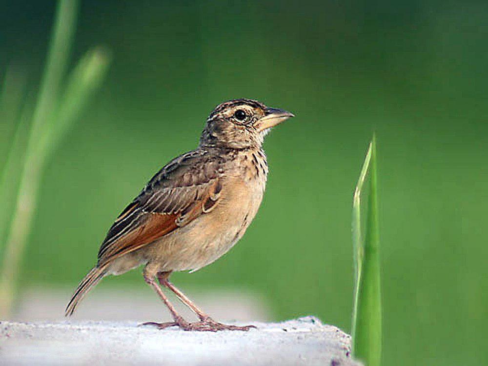 棕翅歌百灵 / Bengal Bush Lark / Mirafra assamica