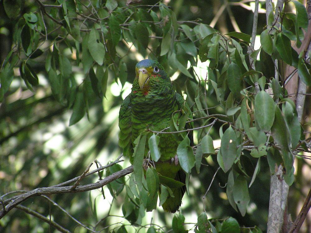 黄眼先鹦哥 / Yucatan Amazon / Amazona xantholora