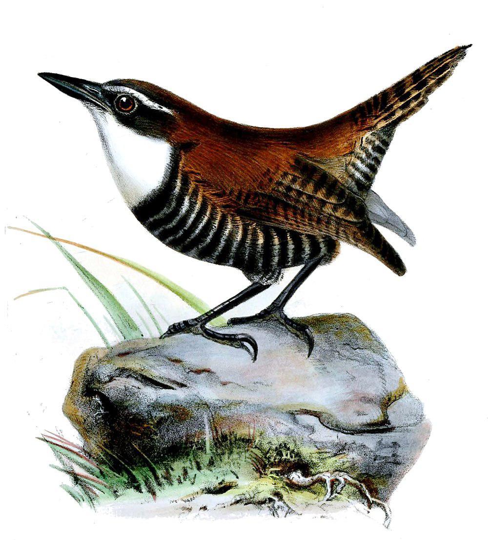 斑翅鹪鹩 / Wing-banded Wren / Microcerculus bambla