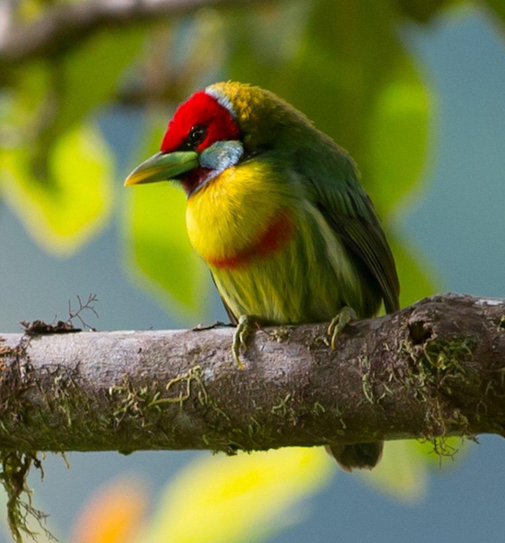 彩拟䴕 / Versicolored Barbet / Eubucco versicolor