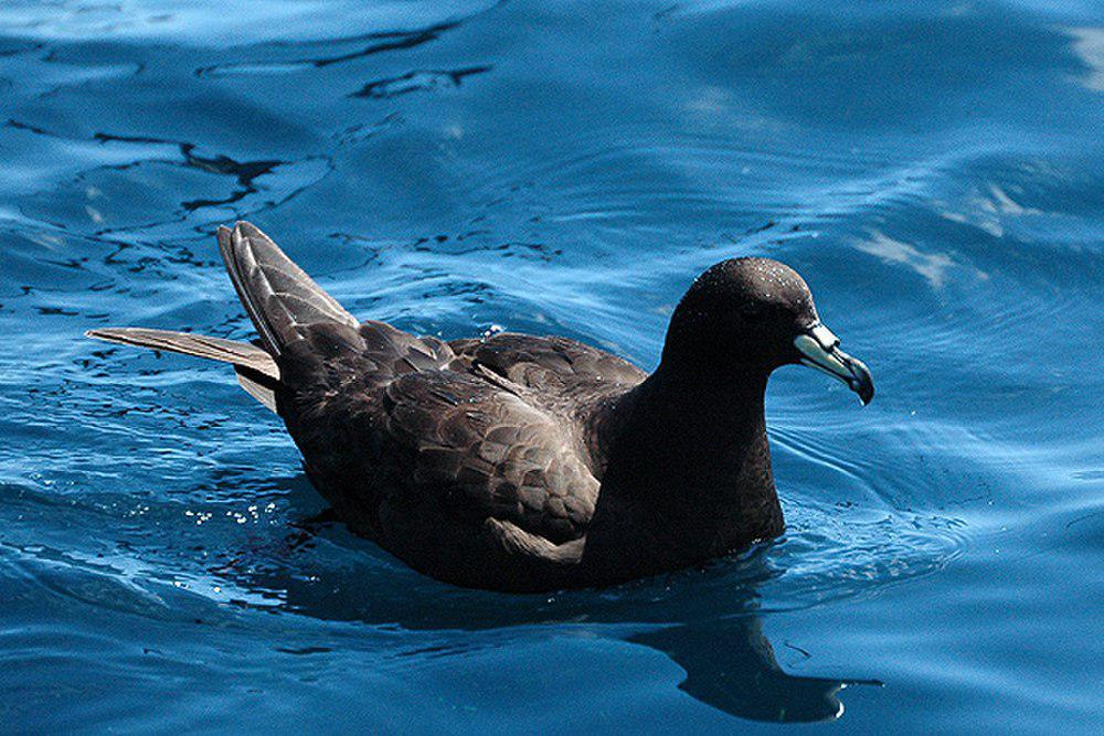 黑风鹱 / Black Petrel / Procellaria parkinsoni