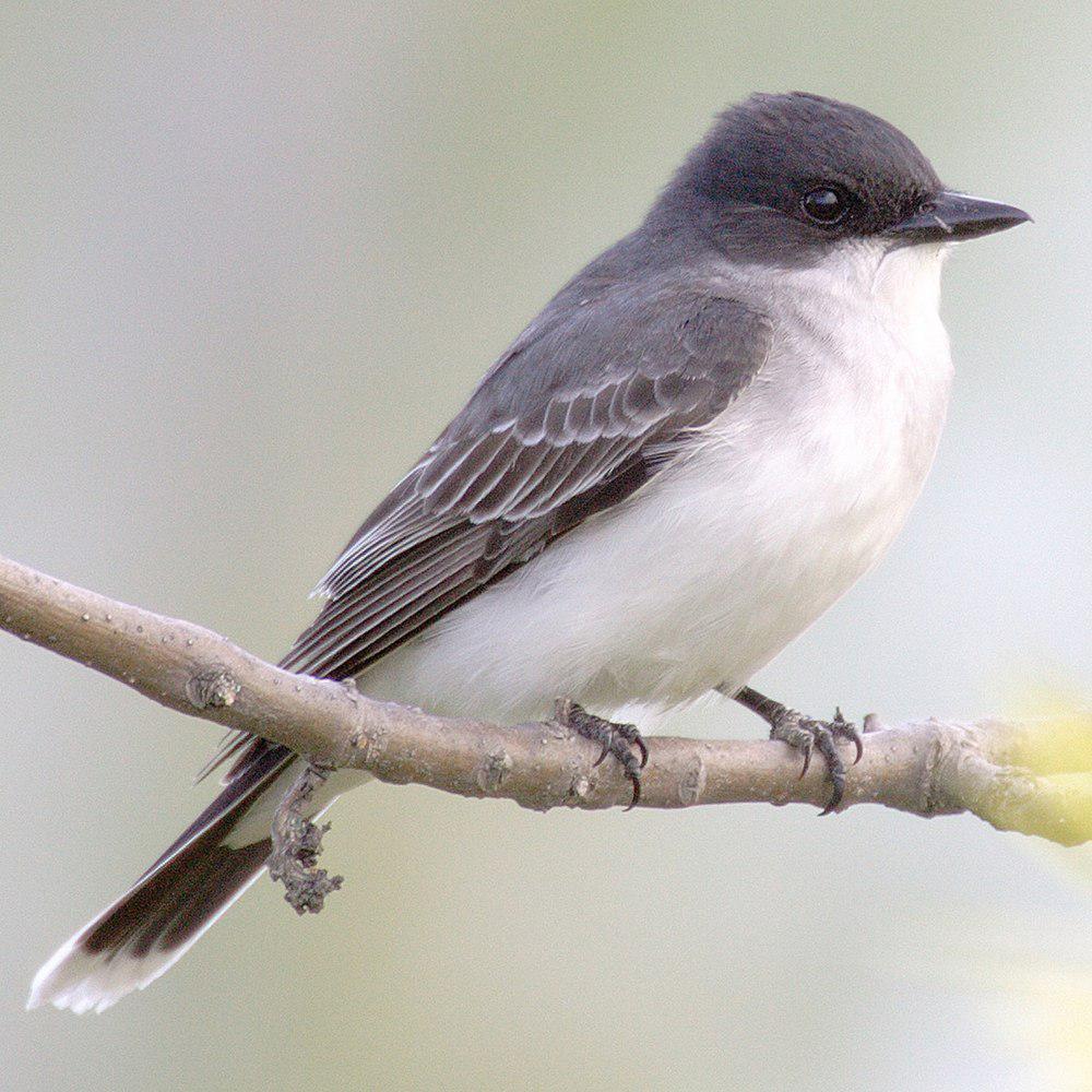 东王霸鹟 / Eastern Kingbird / Tyrannus tyrannus