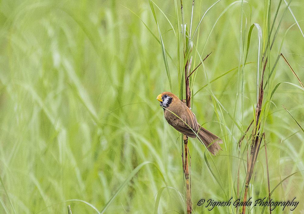 斑胸鸦雀 / Black-breasted Parrotbill / Paradoxornis flavirostris