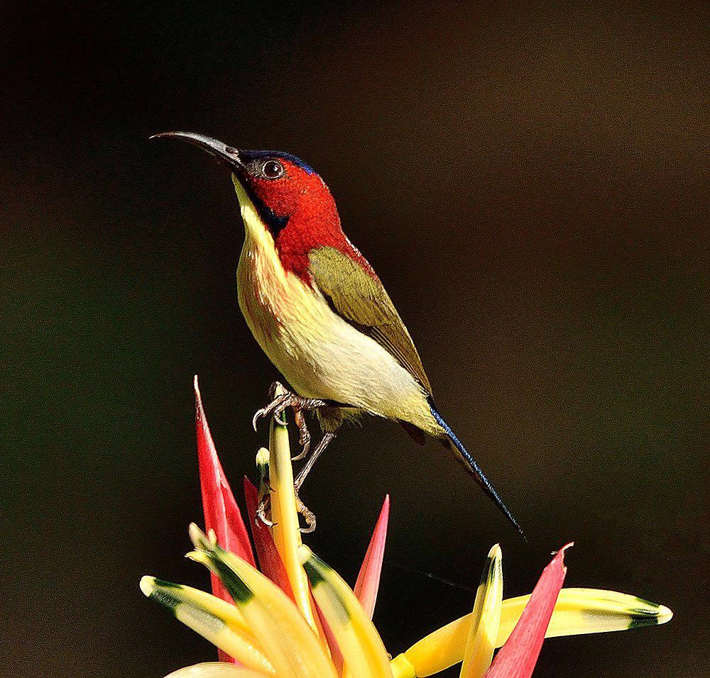 娇美太阳鸟 / Lovely Sunbird / Aethopyga shelleyi