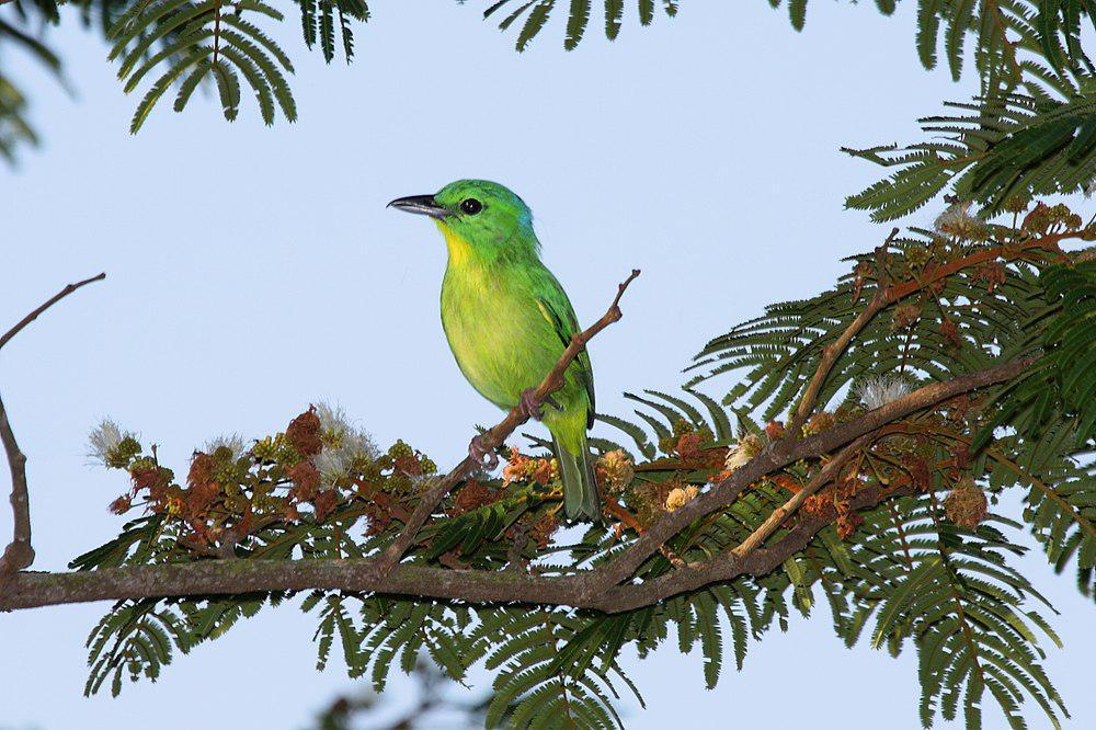 绿鵙雀 / Green Shrike-Vireo / Vireolanius pulchellus