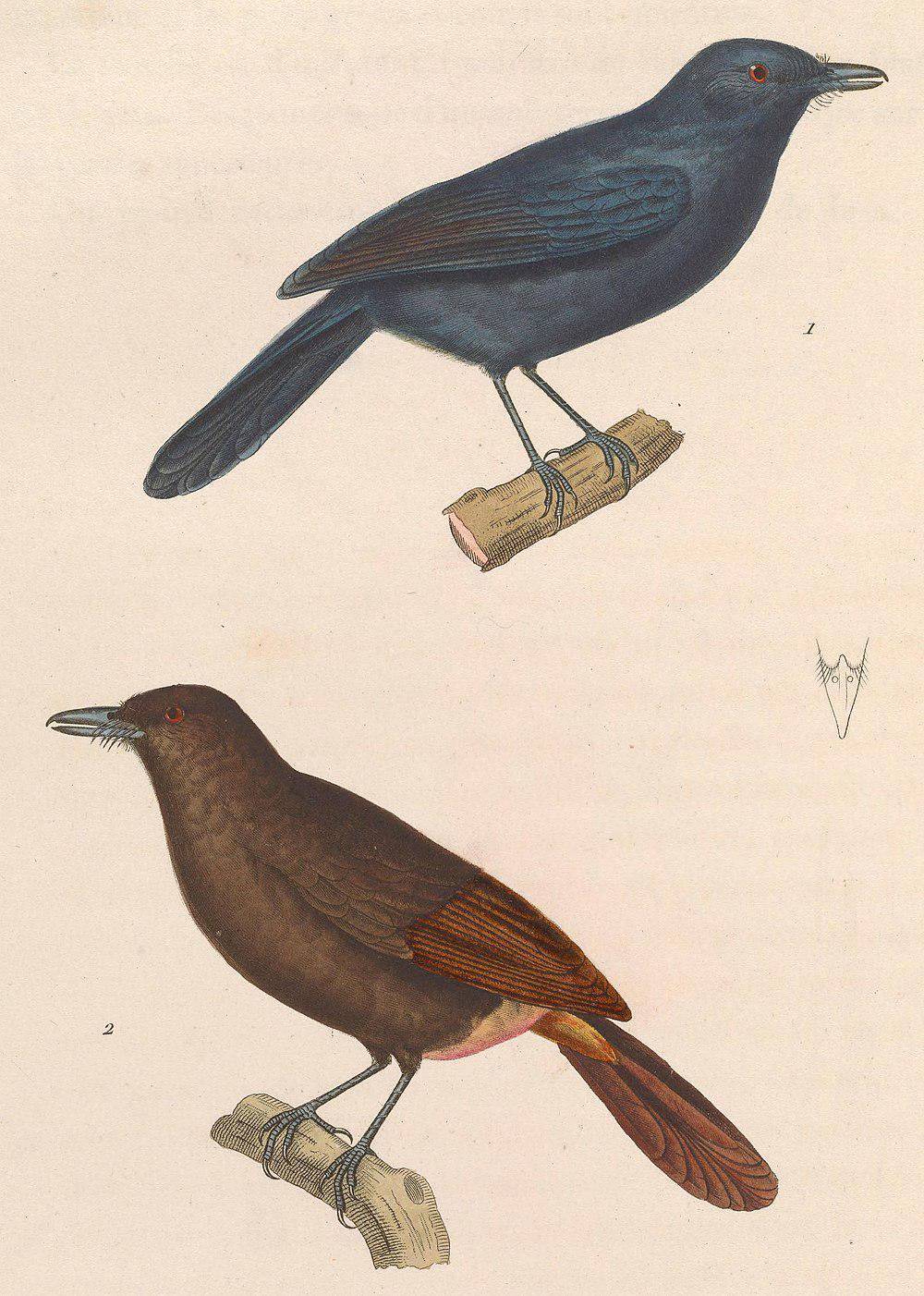 灰蚁鵙 / Cinereous Antshrike / Thamnomanes caesius