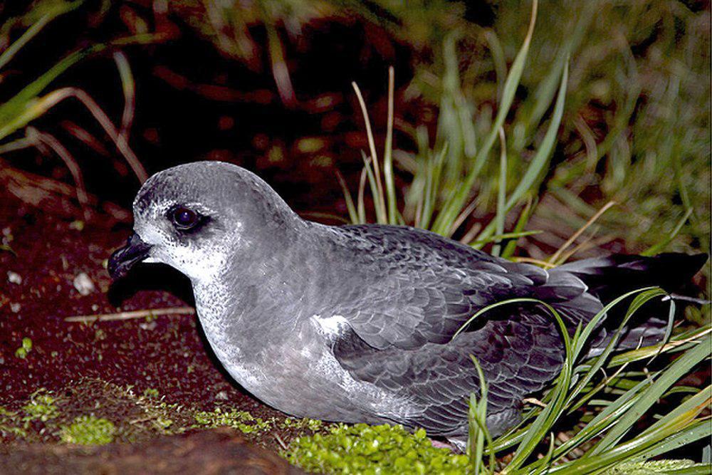 鳞斑圆尾鹱 / Mottled Petrel / Pterodroma inexpectata