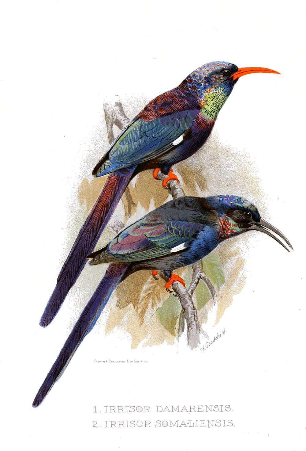 格氏林戴胜 / Grant\'s Wood Hoopoe / Phoeniculus granti