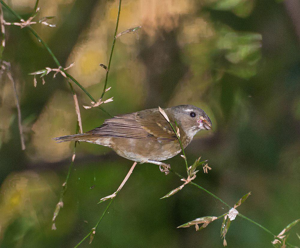 黄额食籽雀 / Buffy-fronted Seedeater / Sporophila frontalis