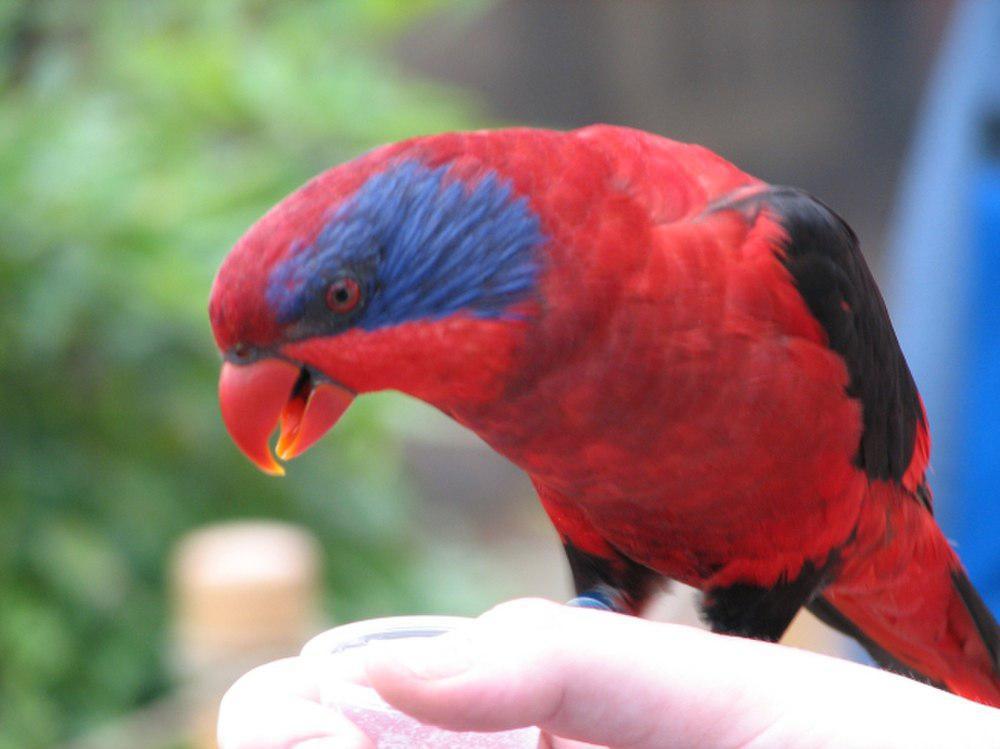 黑翅鹦鹉 / Black-winged Lory / Eos cyanogenia