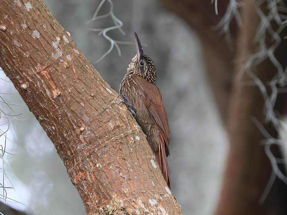 可岛䴕雀 / Cocoa Woodcreeper / Xiphorhynchus susurrans