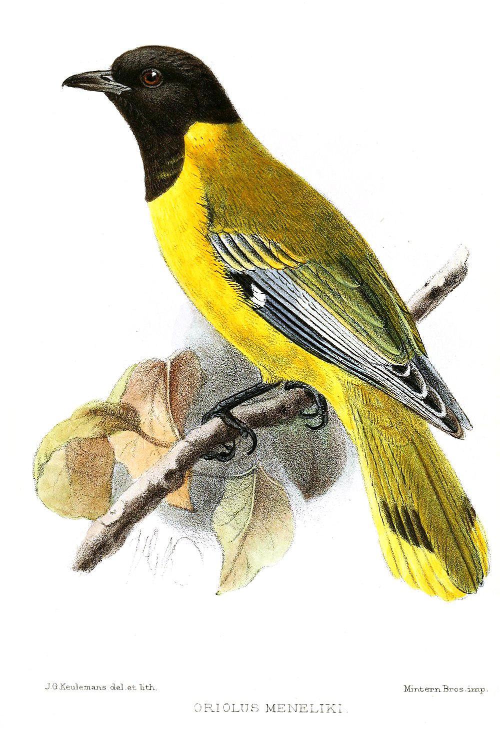 黑头林黄鹂 / Ethiopian Oriole / Oriolus monacha