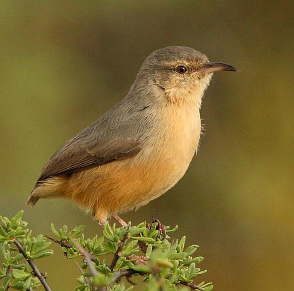 棕长嘴森莺 / Long-billed Crombec / Sylvietta rufescens