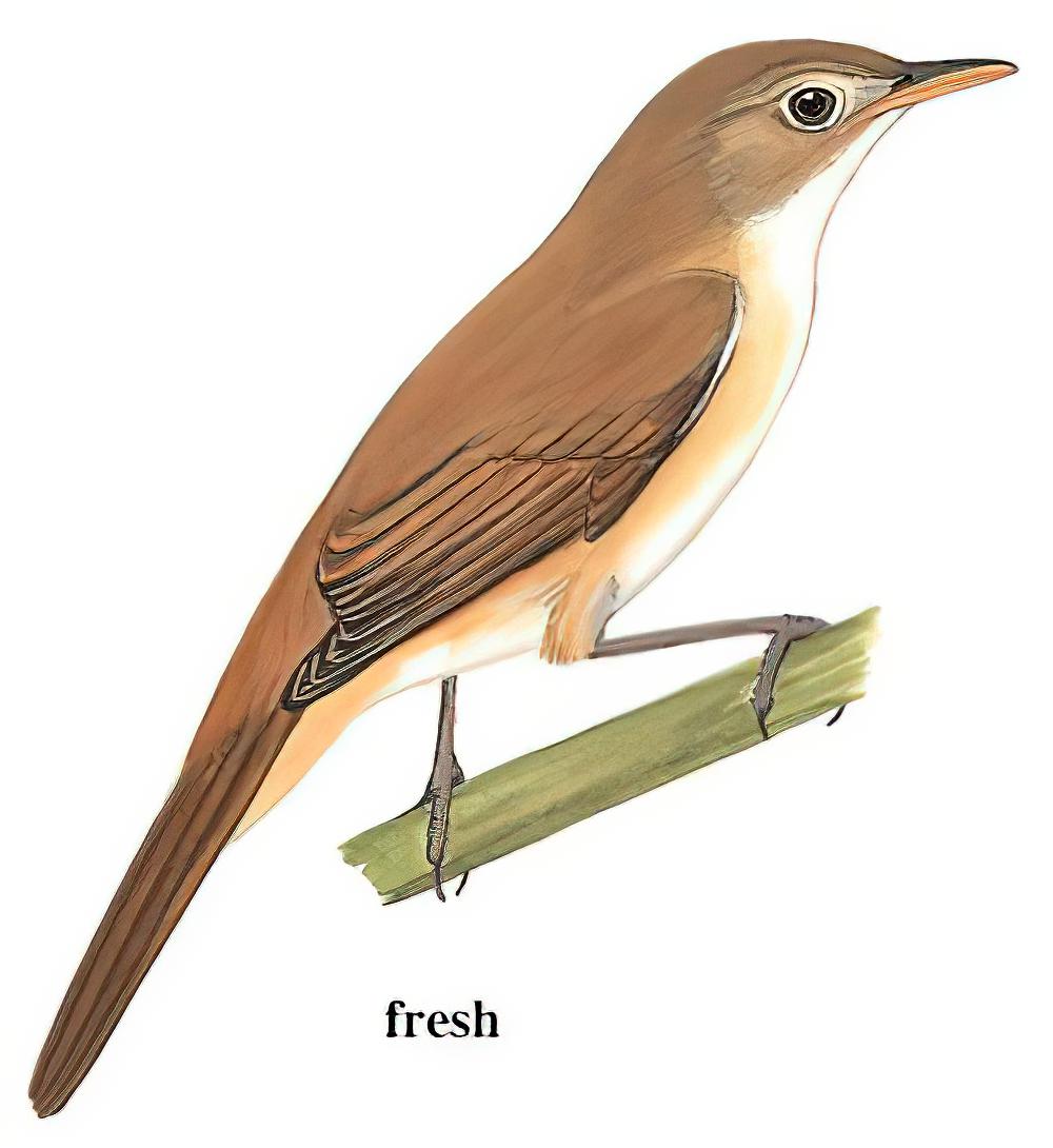 厚嘴苇莺 / Thick-billed Warbler / Arundinax aedon