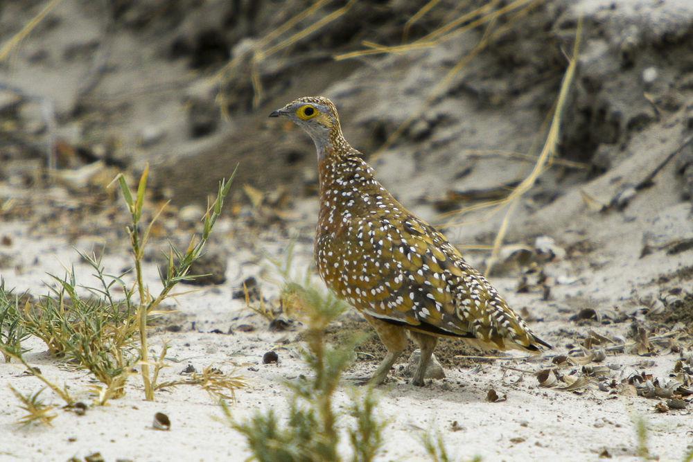 杂色沙鸡 / Burchell\'s Sandgrouse / Pterocles burchelli