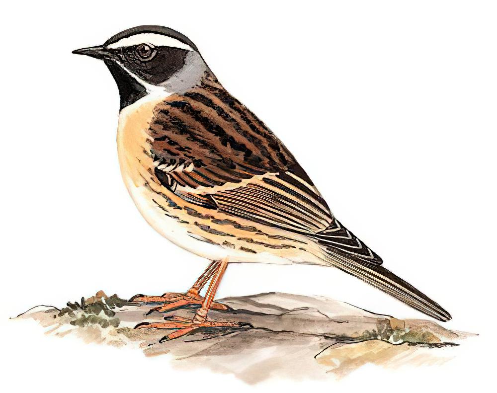 黑喉岩鹨 / Black-throated Accentor / Prunella atrogularis