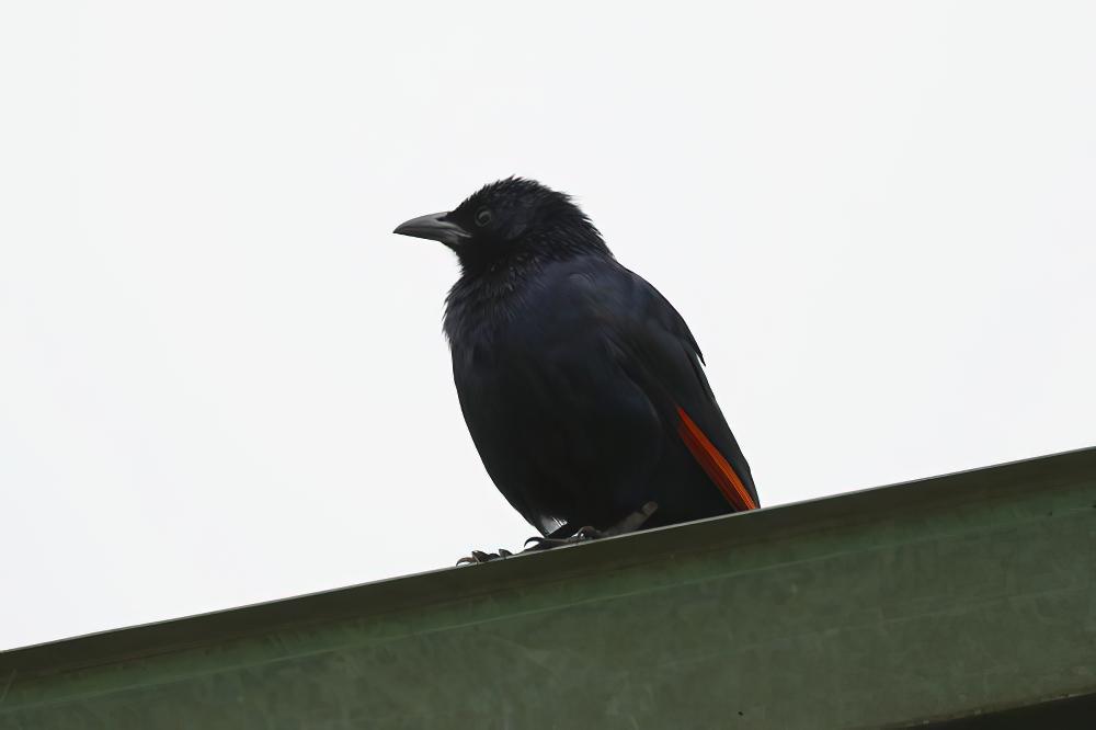 红翅椋鸟 / Red-winged Starling / Onychognathus morio