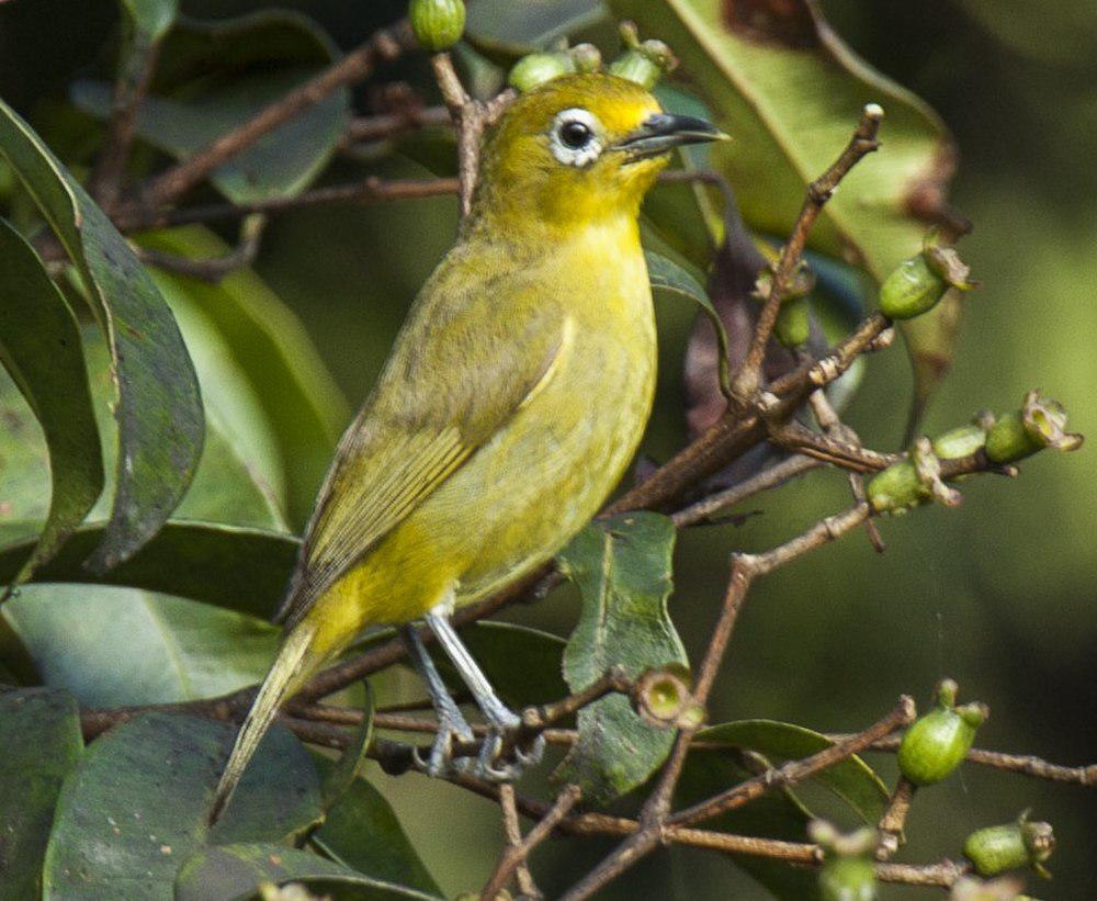 菲律宾绣眼鸟 / Yellowish White-eye / Zosterops nigrorum