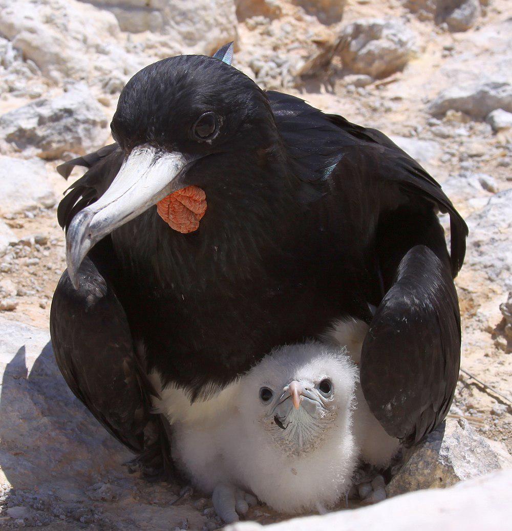 阿岛军舰鸟 / Ascension Frigatebird / Fregata aquila