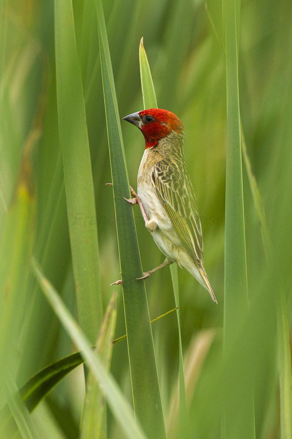 红头奎利亚雀 / Red-headed Quelea / Quelea erythrops