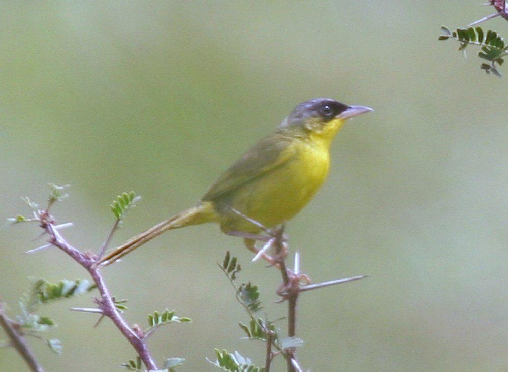 灰冠黄喉地莺 / Grey-crowned Yellowthroat / Geothlypis poliocephala