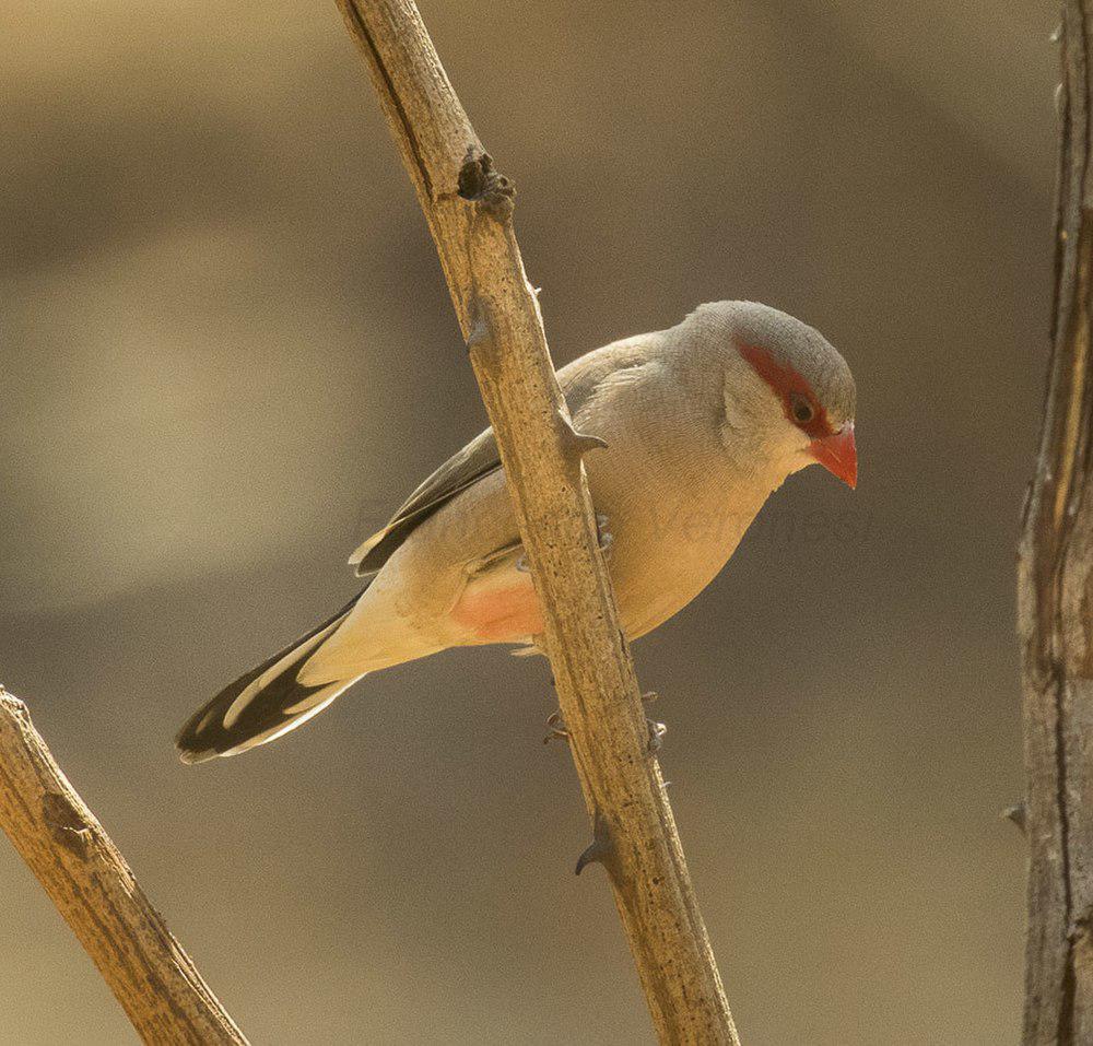 黑腰梅花雀 / Black-rumped Waxbill / Estrilda troglodytes