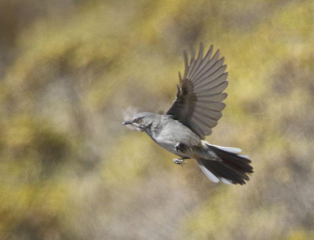 莱氏林莺 / Layard\'s Warbler / Curruca layardi