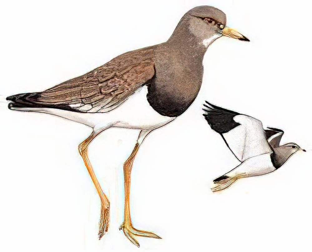 灰头麦鸡 / Grey-headed Lapwing