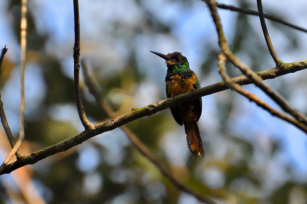 白颏鹟䴕 / White-chinned Jacamar / Galbula tombacea