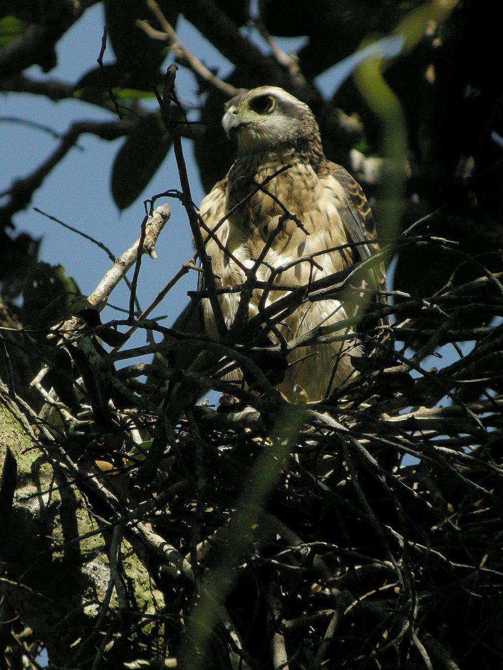 多氏鹰 / Doria\'s Goshawk / Megatriorchis doriae