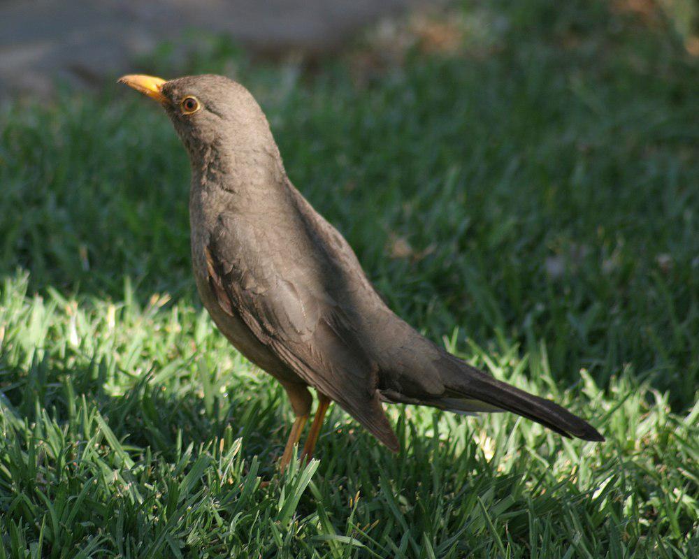 卡鲁鸫 / Karoo Thrush / Turdus smithi