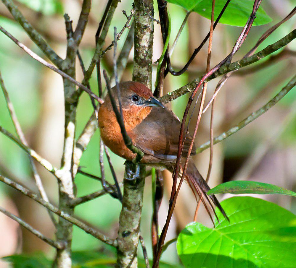 橙胸棘雀 / Orange-breasted Thornbird / Phacellodomus ferrugineigula