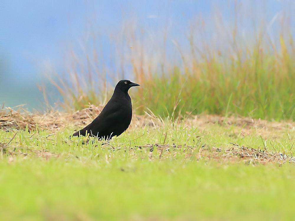 巨牛鹂 / Giant Cowbird / Molothrus oryzivorus